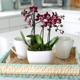 thumbnail image 4 of Just Add Ice 6-10" Dark Purple Mini Orchid Duo Live Plants in 4" White Ceramic Planter, House Plant, 4 of 7