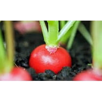 Radish Seed, Cherry Belle, Heirloom, Non GMO 500 Seeds, Red Radishes
