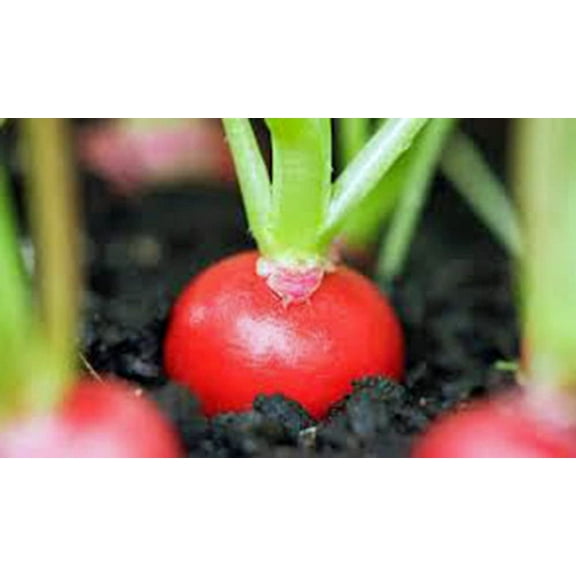 Radish Seed, Cherry Belle, Heirloom, Non GMO 500 Seeds, Red Radishes