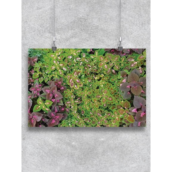 Coleus Plant Collage Poster -Image by Shutterstock