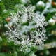 thumbnail image 4 of Colgante de Copo de Nieve de Reno de Árbol de Navidad de Acrílico Transparente, Adorno Colgante Pequeño para Árbol de Navidad., 4 of 5
