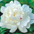 thumbnail image 2 of White Double Flowering Peony Dormant Bare Root Perennial Roots (5-Pack), 2 of 4