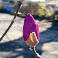 thumbnail image 7 of Jane Magnolia Live Shrubs, Beautiful Spring Flowering, 7 of 7