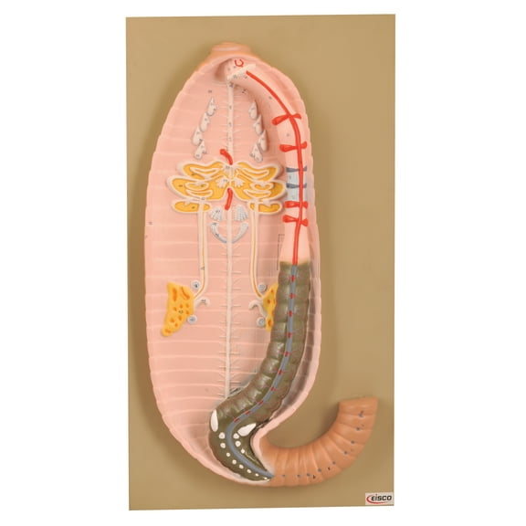 Eisco Labs Premium Earthworm Dissection Model; Very Large Size - Earthworm 19" long and 7" wide