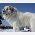 thumbnail image 2 of CafePress - Great Pyrenees Mousepad - Non-slip Rubber Mousepad, Gaming Mouse Pad, 2 of 6