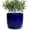 Blue, variant on Ceramic Planter 7 Inch - Cylinder Round Modern Indoor Plant Pot for Plants with Drainage Hole and Saucer, Room Home Patio Office Patio Decor, Black