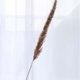 thumbnail image 5 of 60 uds hierba de pampa seca Natural, Phragmites Communis, planta de caña, ramo de flores de boda decoración del hogar flor Diy MFZFUKR 2027206, 5 of 9