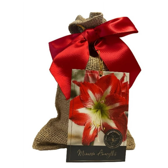 Minerva Amaryllis Bulb in a Burlap Gift Bag!! Easy to Grow Bulbs--Growing Medium Included--Great Gift!!