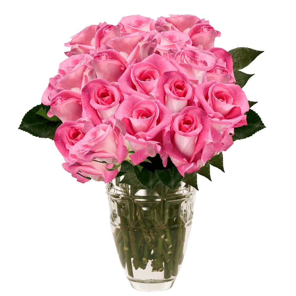 75 X Long Stems Of Pink Lavender Attache Roses Fresh Flower Delivery Walmart Com Walmart Com