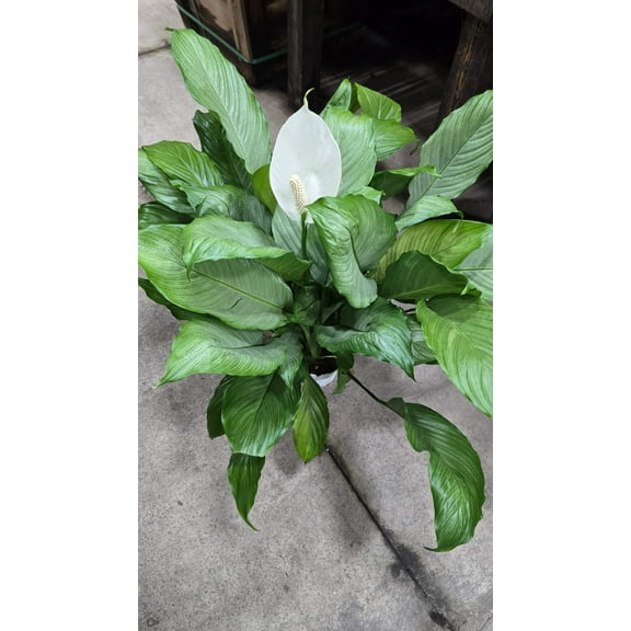 Spathiphyllum Peace Lily Live Indoor Floor Plant in 8 inch pot- Get similar