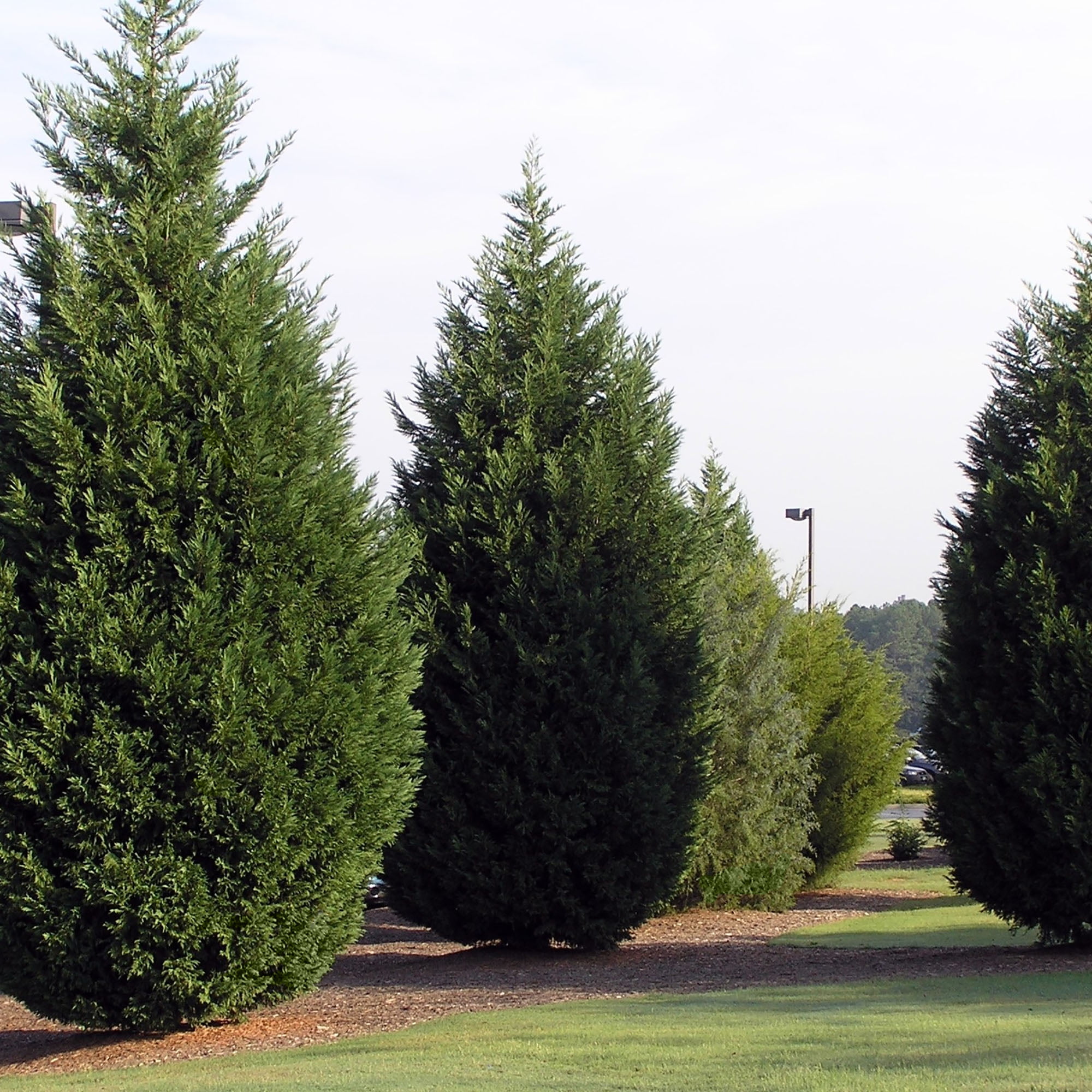 Expert Gardener 2.25 Gallon Leyland Cypress Evergreen Live Shrub