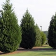 thumbnail image 5 of Expert Gardener 2.25 Gallon Leyland Cypress Evergreen Live Shrub, 5 of 9
