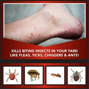 Eliminator Ant, Flea & Tick Killer Plus Lawn Insect Granules Pesticide, 10lb