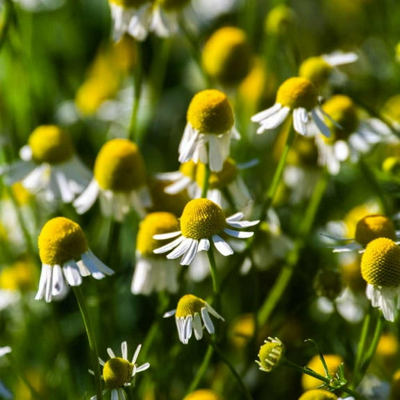 Chamomile Seeds - German Chamomile Herb Seed - 10000 Seeds