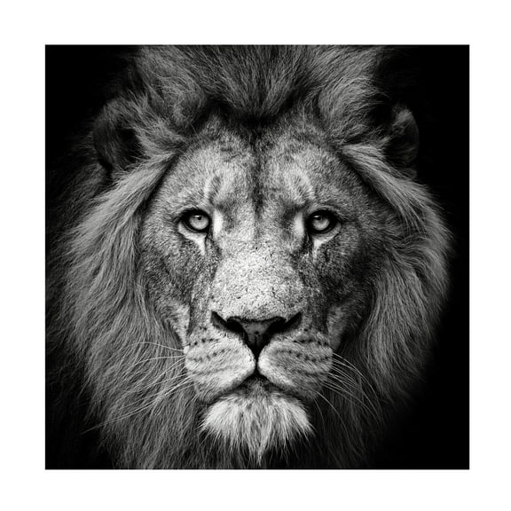 Trademark Fine Art Christian Meermann Stare Me Down 3 Canvas Wall Art