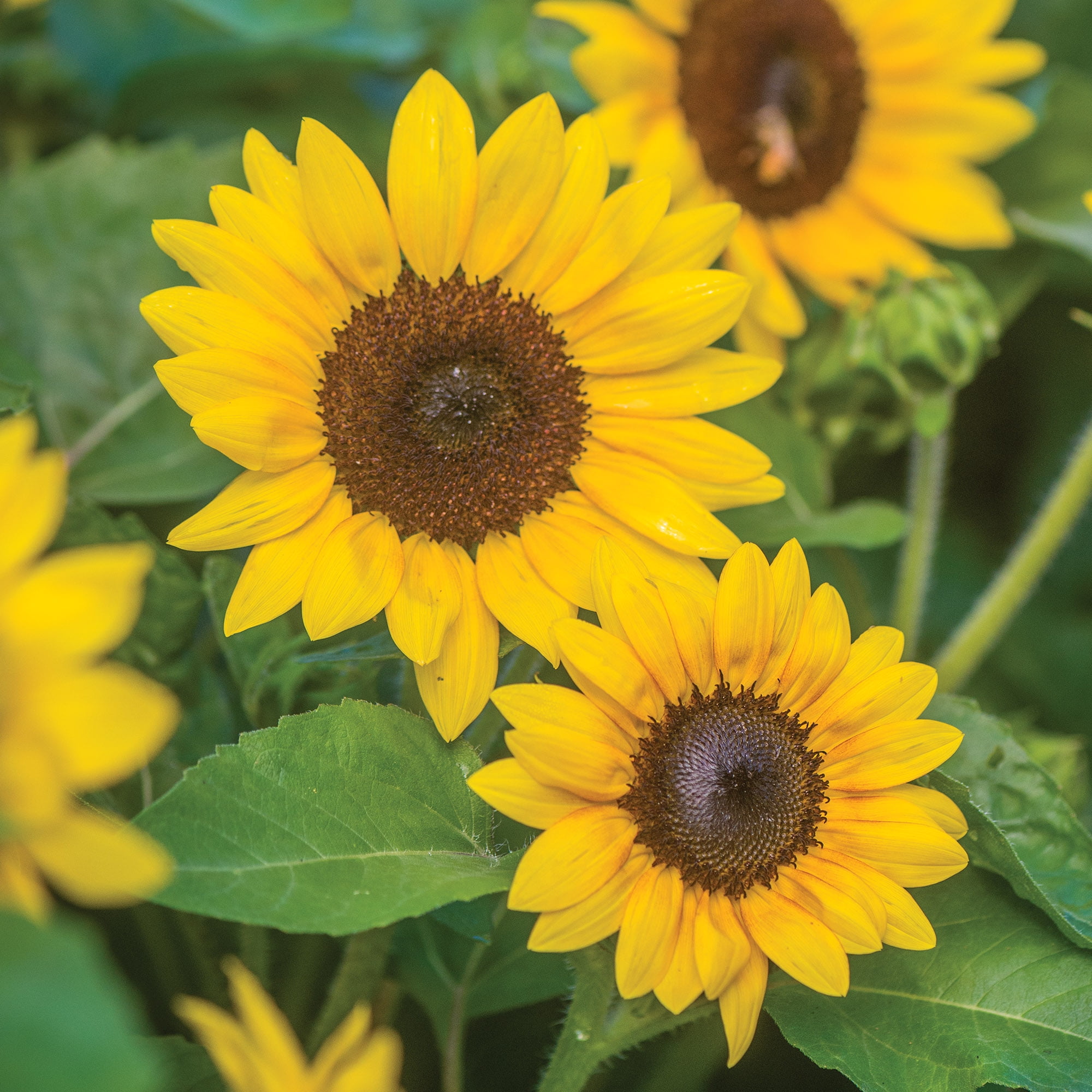 sunペ Burpee Sunray Yellow Dwarf Sunflower Seeds, Easy to Grow