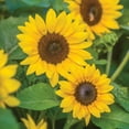 thumbnail image 2 of Burpee Sunray Yellow Dwarf Sunflower Seeds, Easy to Grow, 2 of 6
