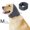 Gray Size M A5, variant on Dog Calming Hoodie, Anxiety Relief Winter Warm Hood for Dogs, Adjustable Noise Canceling Calming Hoodie with Thick Fabric Stress Relief Gift, Gray