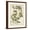 Brown Frame, variant on Art.com Ivory Peonies III Art Print by Besler Basilius, Black Frame Wall Art, 32" x 40"