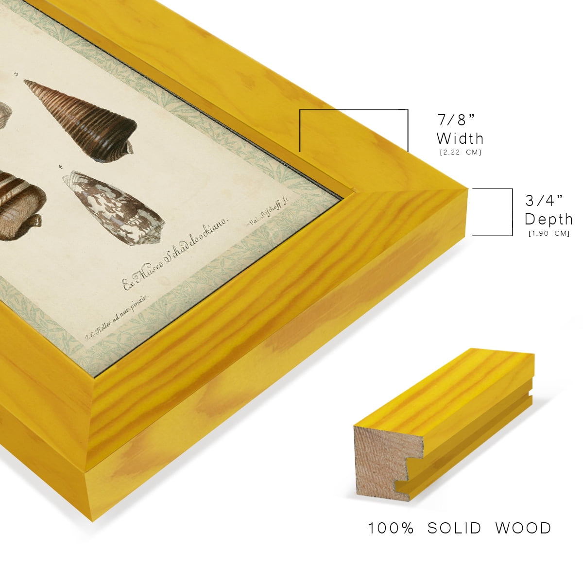 Bookplate Shells VI - Framed Print w/glass - Sunflower Yellow