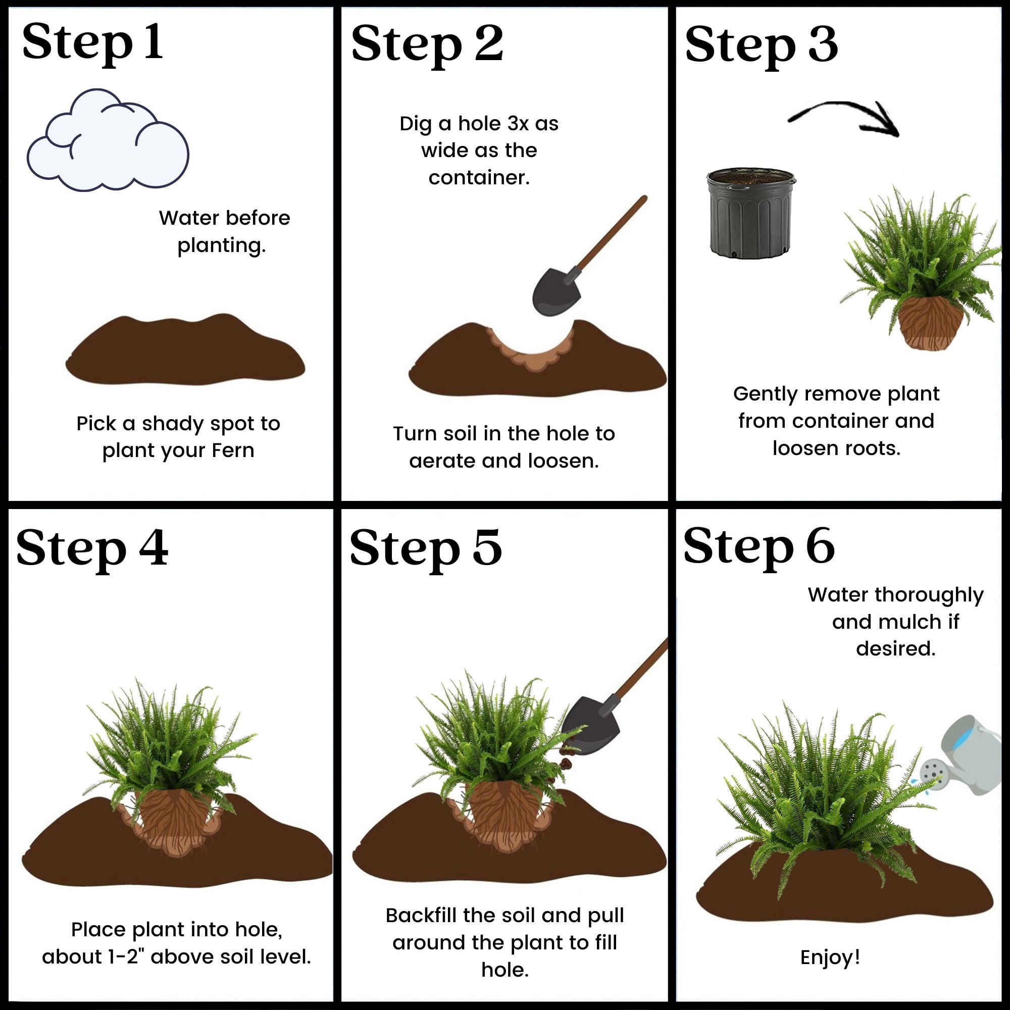 Expert Gardener Kimberly Queen Fern Live Plant in 10 in Grower Pot