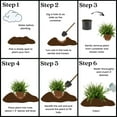 thumbnail image 6 of Expert Gardener Kimberly Queen Fern Live Plant in 10-inch Grower Pot, 6 of 7