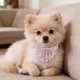 thumbnail image 4 of BESTYASH Collar Ajustable Para Mascotas Con De Rosados Ideal Para Paseos Y Eventos, 4 of 7