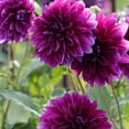 thumbnail image 2 of Thomas Edison Dinnerplate Dahlia Flower Bulbs - HUGE Blooms up to 10" WIDE - Deer Resistant - Good as Cut Flowers - Grows Well In Containers - Easy to Grow Live Plants - Outdoor Garden, 2 of 8