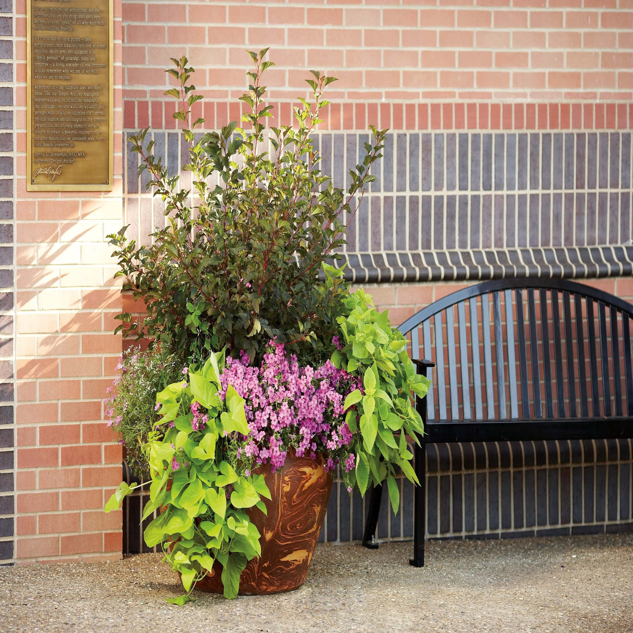 Proven Winners ColorChoice 5" Pink Wine & Roses Weigela Live Plant in 4.5" Pot (4 Count)