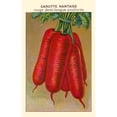 thumbnail image 2 of Red Half long carrot Poster Print by unknown (24 x 36), 2 of 4