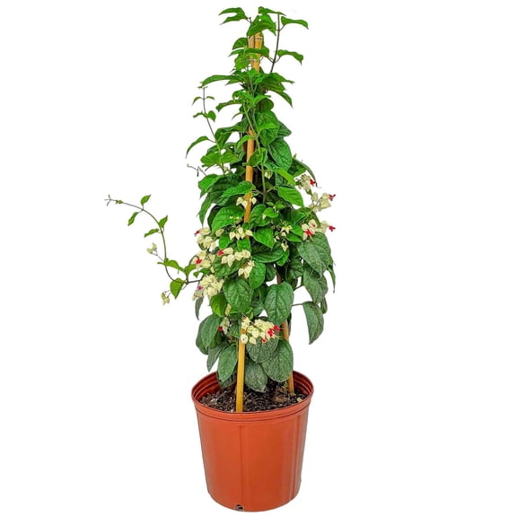 Tropical Plants of Florida 36" Red and White Bleeding Heart Vine Plant; Full Sun, Growers Planter