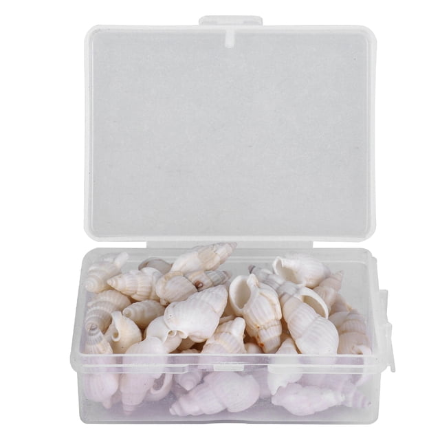 QIILU Natural Sea Snail,DIY Conch,Natural Shells Sea Snail Jewelry Craft DIY Conch Home Wedding Decorations Ornament