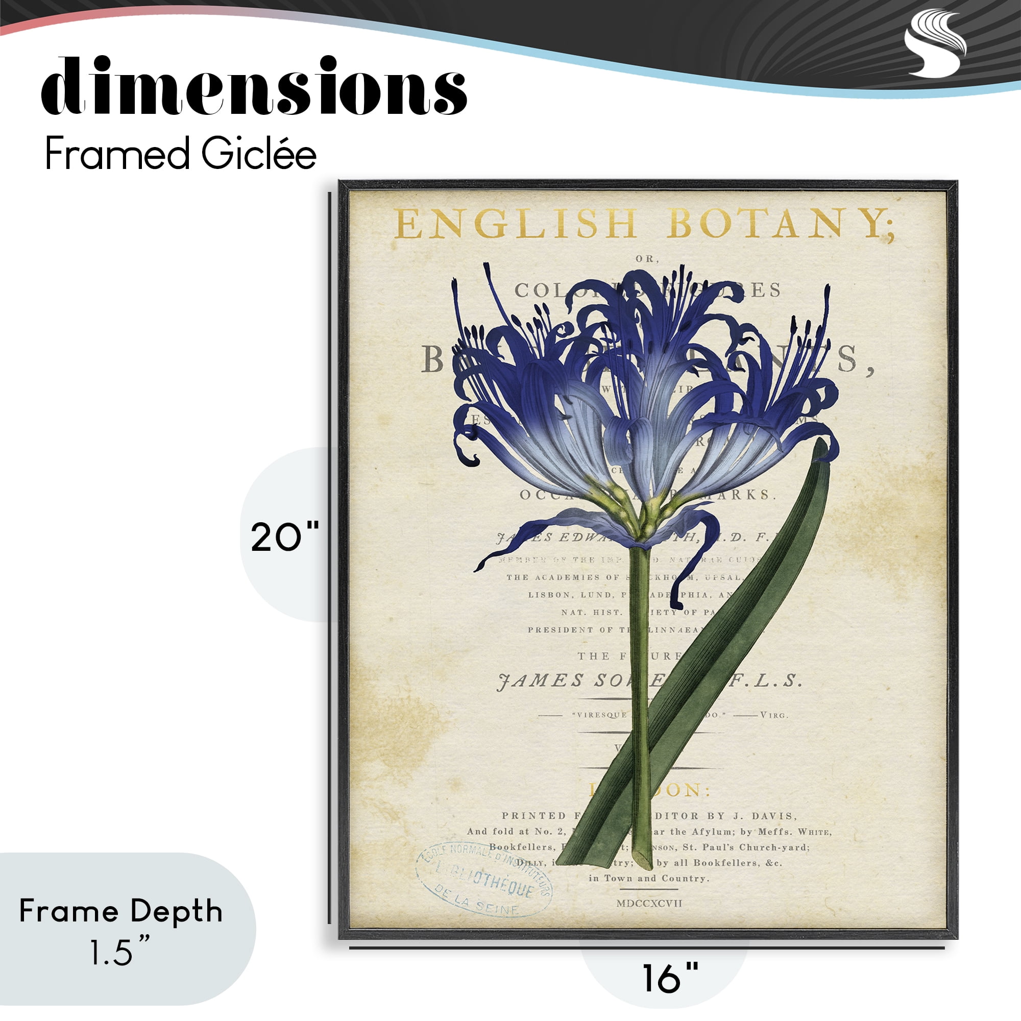 Stupell Industries English Botany Blue Floral Black Framed Giclee Art, design by Susan Arnot