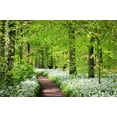 thumbnail image 6 of 10 * Seeds RAMSONS / WILD Bear GARLIC Allium Ursinum Vegetable Herb White Flower Seeds, 6 of 11