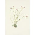 thumbnail image 3 of Mary Vaux Walcott 14x18 Black Modern Framed Museum Art Print Titled - Naiad Springbeauty. Claytonia Parvifolia (1925), 3 of 5