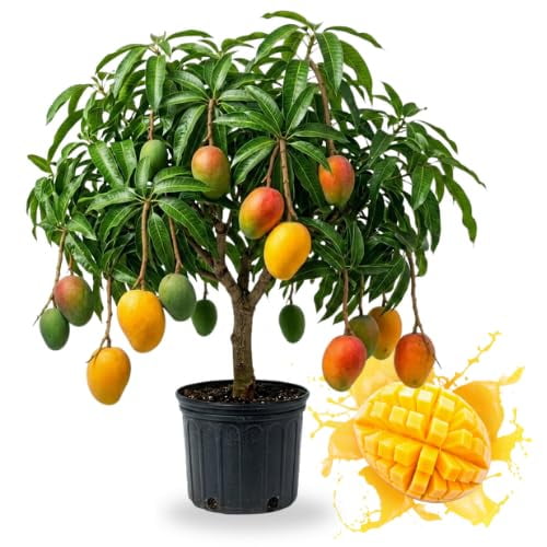 Haden Mango Fruit Tree Live Plant, 2-3 Ft Tall, 3 Gallon Pot