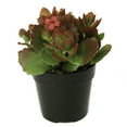 thumbnail image 5 of Element Live Plant Kalanchoe Blossfeldiana Succulent Color Succulent in 4in Pot, 5 of 7