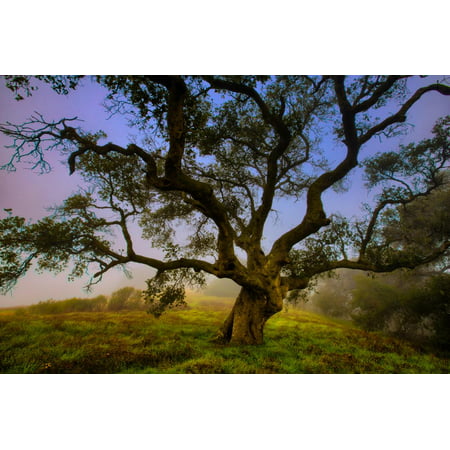 Dark Oak, Petaluma Hills, Northern California, Bay Area Trees Print Wall Art By Vincent (Best Trees For Bay Area)