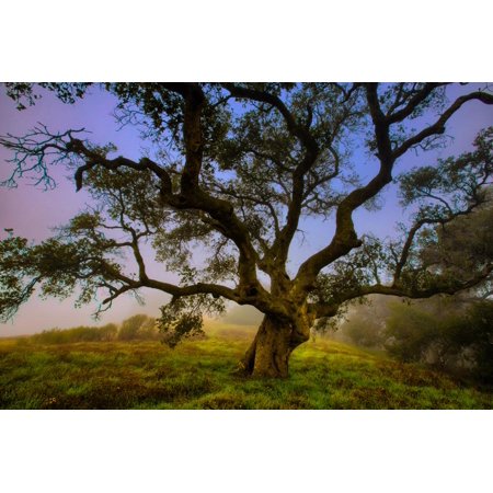 Dark Oak, Petaluma Hills, Northern California, Bay Area Trees Print Wall Art By Vincent