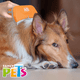 thumbnail image 5 of Deslanador Curvo Peine Cepillo Para Gato Carda Para Perro Color Grande, 5 of 5