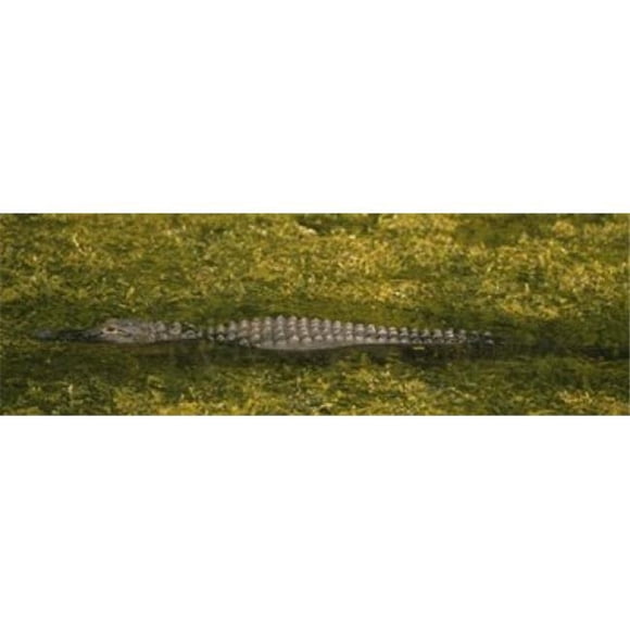 Images PPI33199S Panoramiques Alligator Coulant dans un Grand Canal Cyprès Marais National Préserve Tamimi Ochopee Floride USA Affiche Imprimée, 18 x 6