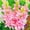 A, variant on Tuberose, Low Maintenance - Easy Grow - Ideal for Beds Borders, Plant Pots & Planters