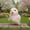 A a, variant on Easter Chick Decor - Cute Family Chicks Plush,Colorful Macaron-Style Mini Chick, Chicken Figurines Decoration For Home Kitchen Office Farmhouse Spring Table Desktop Ornament Home Decor