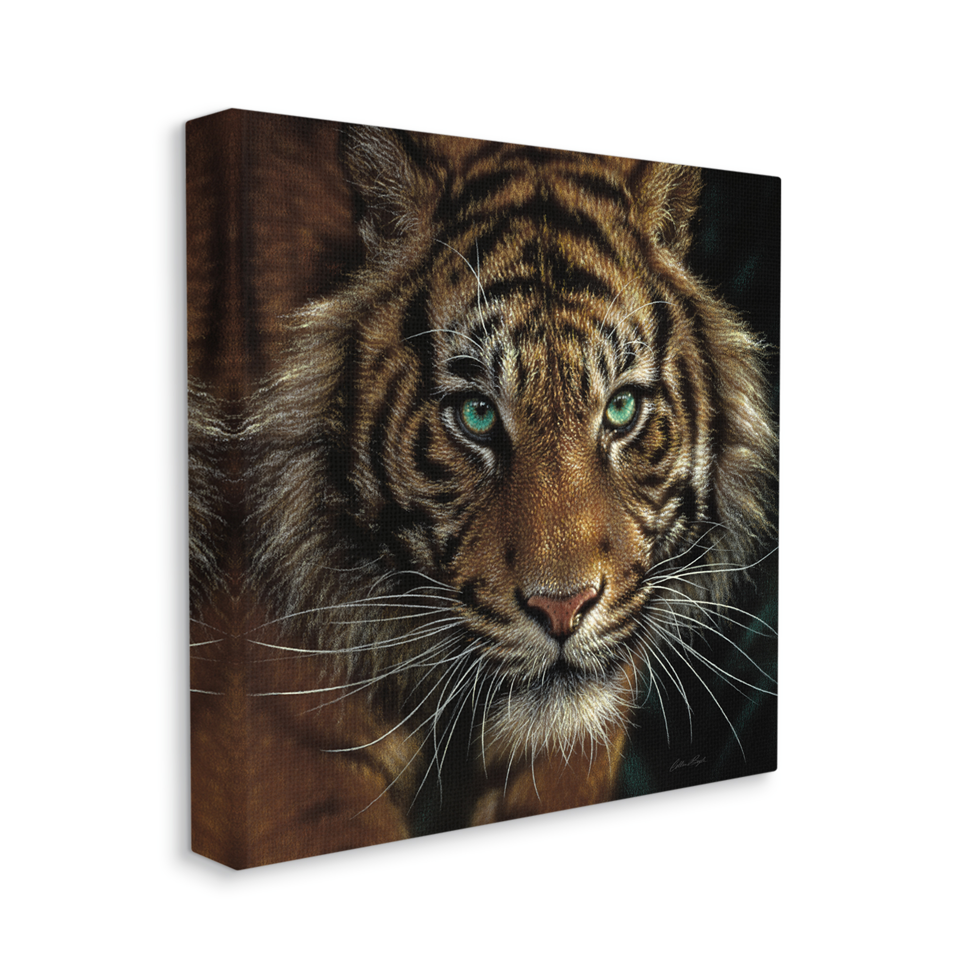 Stupell Industries Fierce Wild Tiger Crouching Green Eyes Detailed Portrait , 36 x 36, Design by Collin Bogle