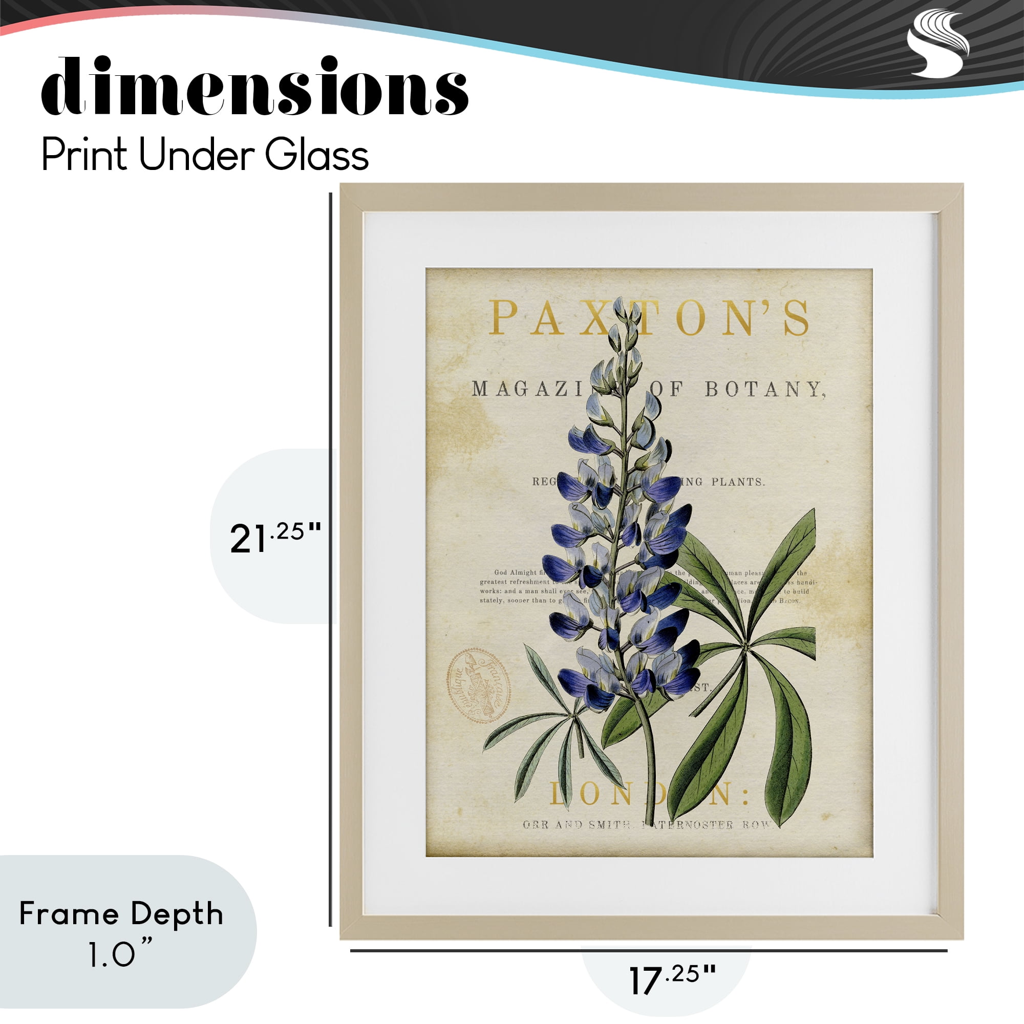 Stupell Industries Natural Botany Lupine Birch Framed Print Under Glass, design by Susan Arnot