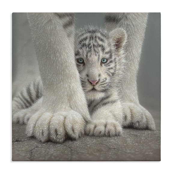 Stupell Industries Traditional Adorable Fuzzy Tiger Baby White Bengal With Mother Close Up Canvas Art, 17 x 17, by Collin Bogle