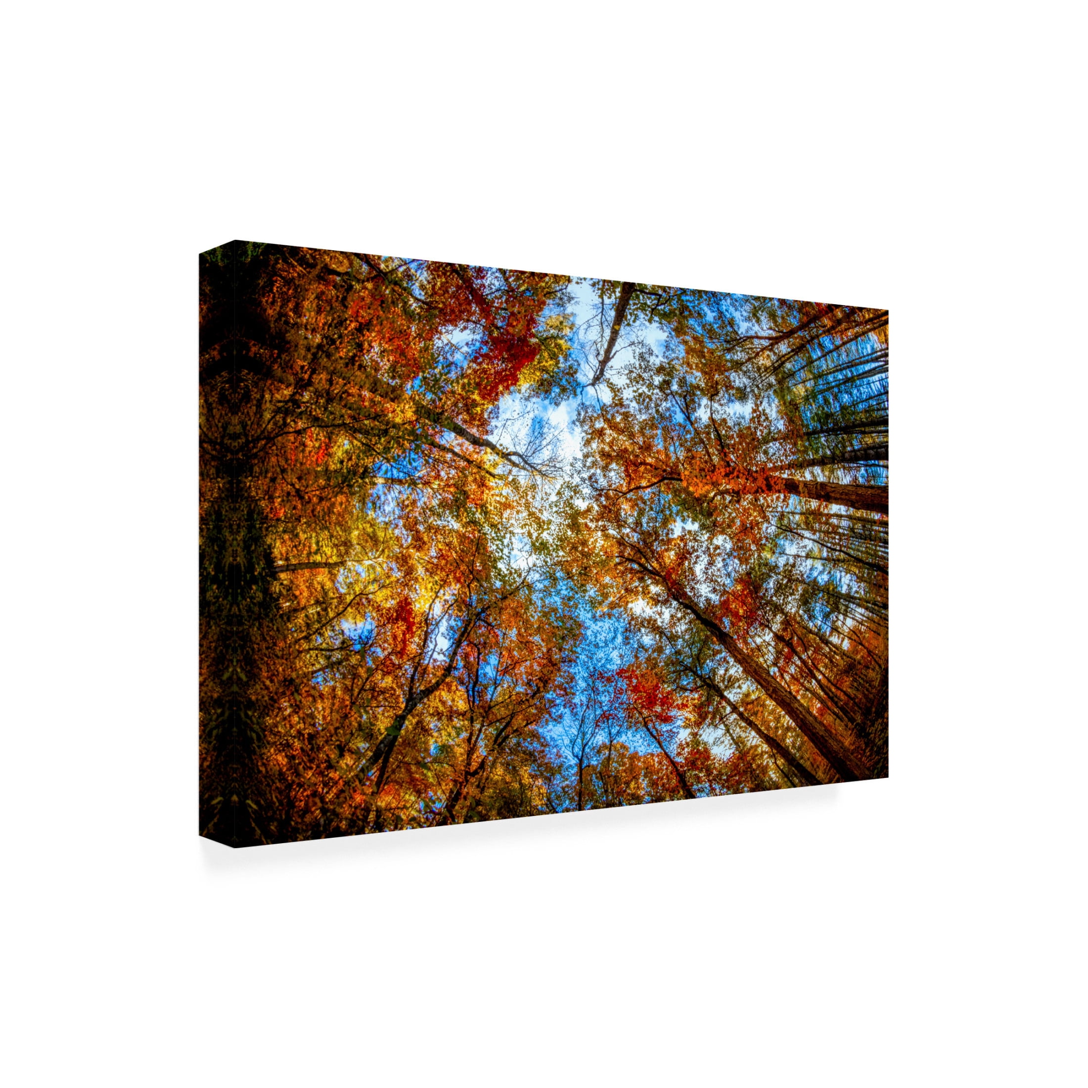 Canvas Wall Art - Celebrate Life Gallery 'Canopy in Autumn' Wall Art for Living Room, Bedroom, or Office Décor by Trademark Fine Art - 47 x 30 Inches