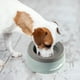thumbnail image 4 of Cuenco de agua antiderrames para mascotas, cuenco dispensador de agua con tapón de baba para perros, cuenco de agua flotante para mascotas, 4 of 5