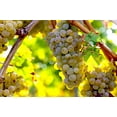 thumbnail image 3 of 30 *Seeds WINE GRAPE Vitis Viniferia Domestic Mixed Colors Fruit Vine Seeds, 3 of 10