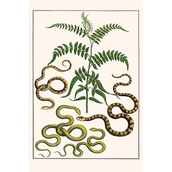 Asp, Vipers, Peruvian Pepper Tree,-Fine Art Canvas Print (20" x 30")